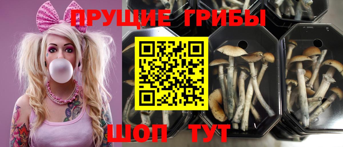 Псилоцибиновые грибы GOLDEN TEACHER  Галлюциногенные грибы мицелий  Вход с VPN  Ставрополь 